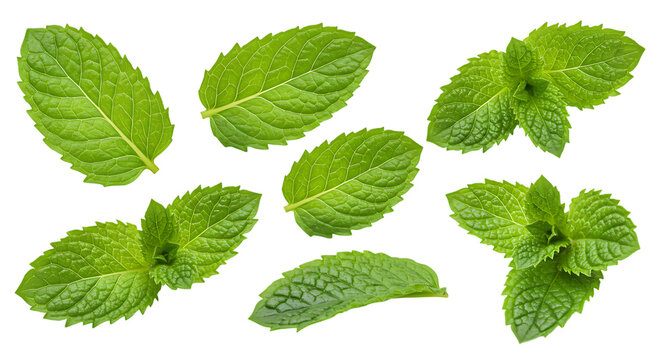 Collection of fresh green mint leaves isolated on white background