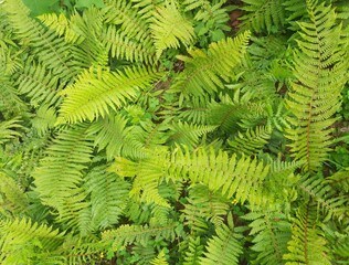 fern leaf background