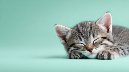 Obraz premium Cute Sleeping Kitten on Soft Green Background Adorable Feline Pose