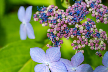 鎌倉2505　安国論寺33　紫陽花