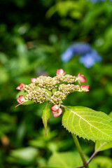 鎌倉2505　安国論寺32　紫陽花