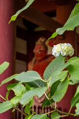 鎌倉2505　妙法寺32　紫陽花