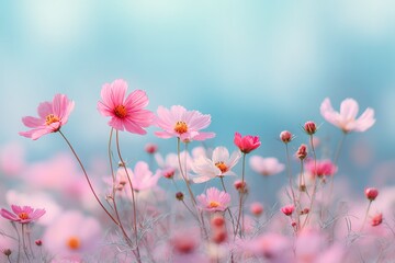 Pink Cosmos Flowers Field Outdoors