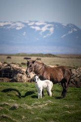 Foal and Mare in Peaceful Pasture – Scenic Equine Photo for Rural & Animal Themes