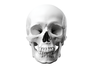 Human skull anatomy model isolated black background, Isolated On Transparent Background