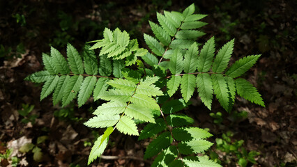 Closeup of Mountain ash or Sorbus aucuparia or rowan tree branch with fresh green leaves against dark blurred forest floor background at spring day. Springtime natural backdrop, shallow focus.