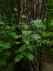Young sapling of Rowan or Mountain ash or Sorbus aucuparia with fresh green leaves against old pine tree trunk growth in dense forest at spring day. Springtime natural background, vertical shot.