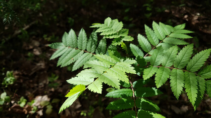 Close-up of Mountain ash or Sorbus aucuparia or rowan tree branch with fresh green leaves against dark blurred forest floor vegetation at spring day. Springtime natural background, soft focus.