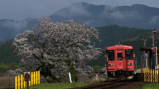 桜咲く木知原駅を発車する樽見鉄道ハイモ295 （樽見鉄道 木知原, 2025年4月）