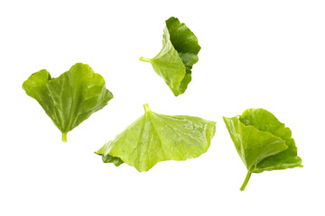 Fresh gotu kola leaves on a white background.