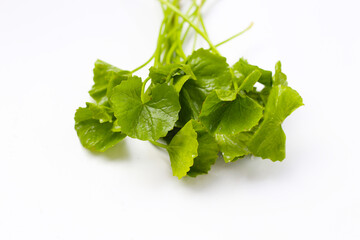 Gotu kola plant, Fresh green leaves of herb
