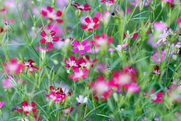 Colorful Wildflower Field with Pink and Red Blossoms in Focus