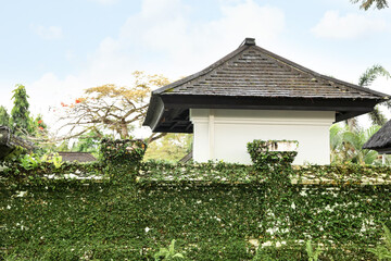 Fence covered with green plants and gazebo outdoors