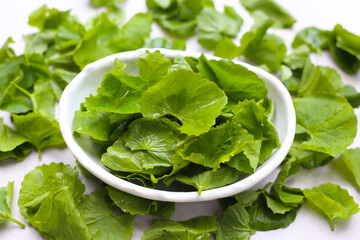 Gotu kola, fresh green leaves known for their medicinal properties in boosting memory and promoting healthy skin.