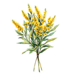 A Goldenrod Bouquet, watercolor painting vector, high quality, isolated on a white background.