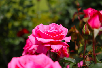 Beautiful pink roses in full bloom at the Japanese Rose Garden.
