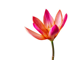Obraz premium Single vibrant pink and orange tulip blossom isolated on black background, Isolated On Transparent Background