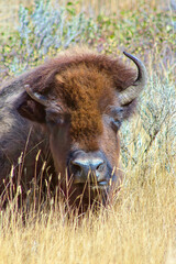 buffalo in the grass