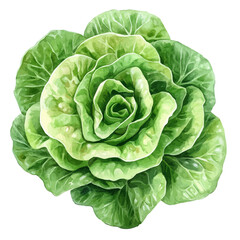 Obraz premium A Garden Lettuce Plant, watercolor painting vector, high quality, isolated on a white background.