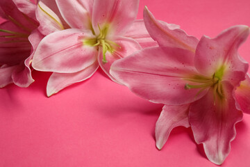 Beautiful lily flowers on pink background