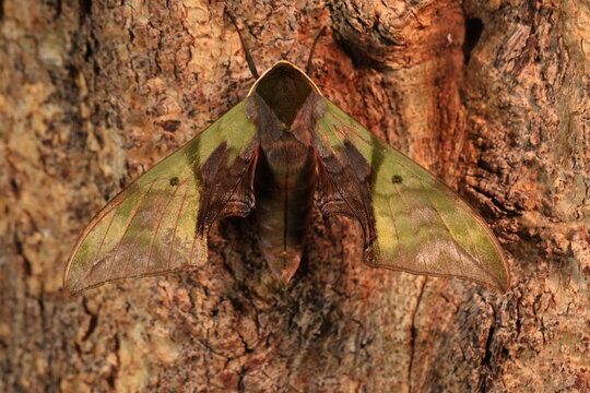 Callambulyx rubricosa (Pink & Green Hawk-Moth) The topside (recto) forewings are green with darker lines and patterns while the hind-wings are pink with a deep crimson patch. 