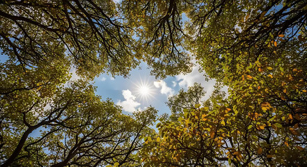 Looking Up Through Lush Green and Autumnal Trees Towards a Bright Sunny Sky with Scattered Clouds