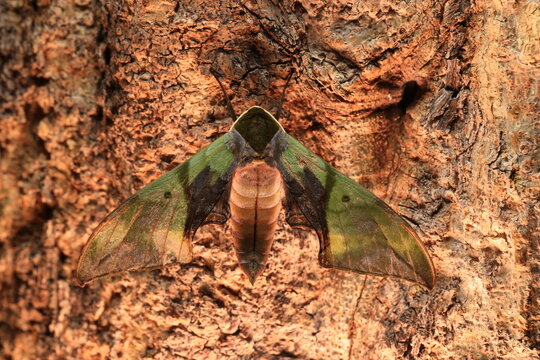 Callambulyx rubricosa (Pink & Green Hawk-Moth) The topside (recto) forewings are green with darker lines and patterns while the hind-wings are pink with a deep crimson patch. 