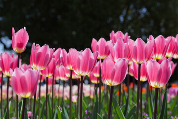 Obraz premium Beautiful tulip flower in the park