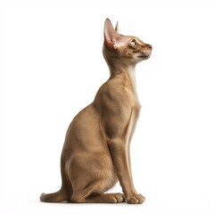 Adorable Brown Spotted Purebred Cat. Intelligent & Playful Feline Portrait