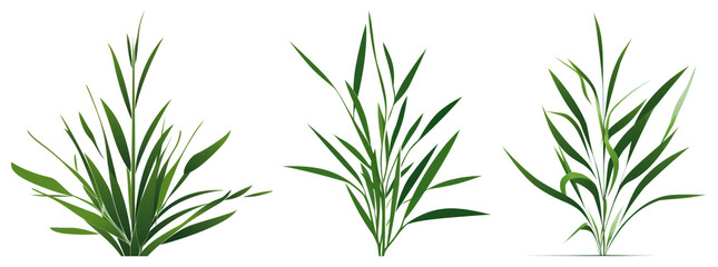Fototapeta premium PNG Vibrant green grass blades illustration, element set on transparent background