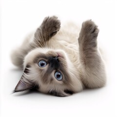 Obraz premium Adorable Blue-Eyed Furry Kitten with Multicolored Fur Lay Playfully on Light Background Perfect Image of Happy Domestic Pet with Tan and White Coat