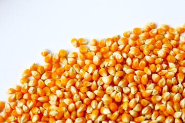 Yellow raw unpopped popcorn kernels