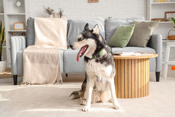 Cute Husky dog in living room
