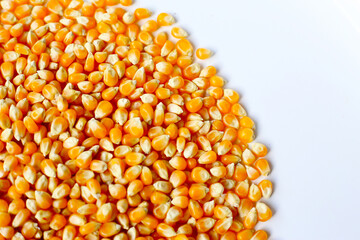 Yellow raw unpopped popcorn kernels