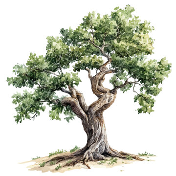 A Elder Tree, watercolor illustration vector, high quality, isolated on a white background.