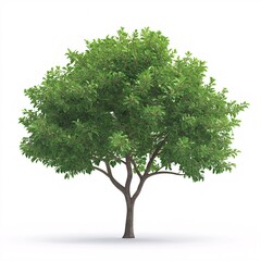 Obraz premium Serene Summer Woodland. Tall Leafy Trees in a Vibrant Green Natural Landscape