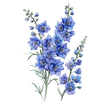 A Delphinium Plant, watercolor drawing vector, high quality, isolated on a white background.