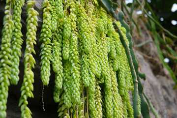 Sedum morganianum, beautiful succulent plant