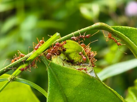 Weaver ants or Oecophylla are making a house	
