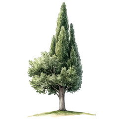 watercolor vector of A Cypress Tree, high quality, isolated on a white background.
