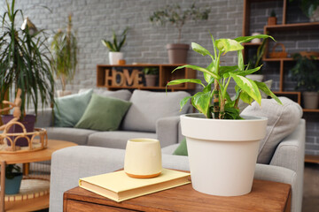 Green plant with book on table in living room, closeup