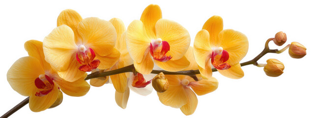 Beautiful yellow orchid blossom with vibrant petals and striking red center, elegantly arranged on branch. This floral display brings sense of tranquility and joy, perfect for any setting