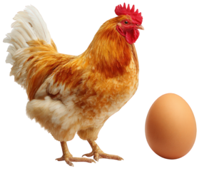 Vibrant chicken stands proudly next to freshly laid egg, showcasing beauty of farm life. warm colors of chicken feathers contrast beautifully with smooth, brown egg, evoking sense of nature