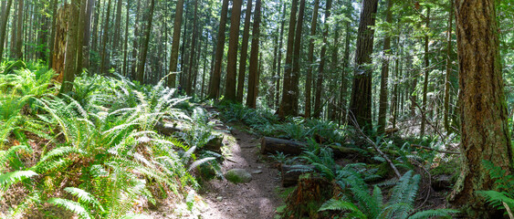 West Canada Rain Forest. A trail thru the rainforest. Hike.  © h2obeek