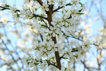 Beautiful blossoming tree branches outdoors on blue sky background, closeup