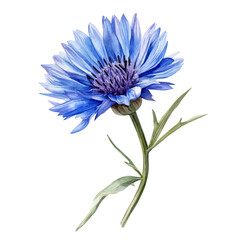 A Cornflower Stem, watercolor illustration vector, high quality, isolated on a white background.