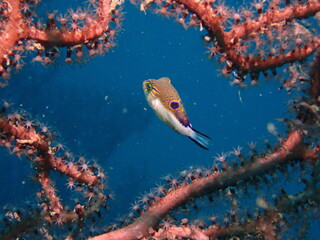 sharpnose puffer fish in the caribbean