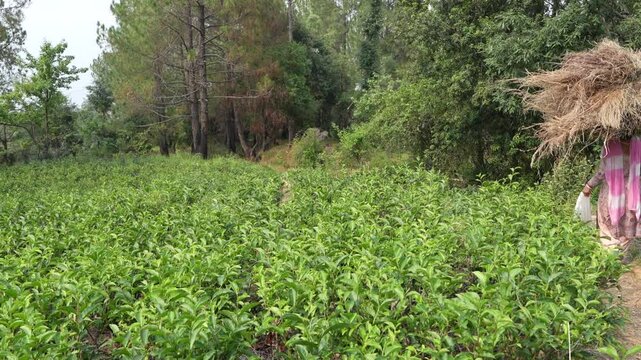 Man and Woman Carrying Hay in Lush Indian Tea Garden | Rural Life in 4K