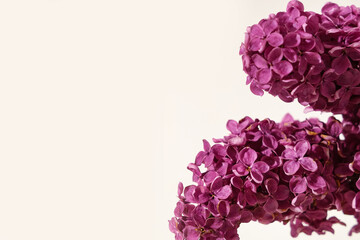 Blooming lilac flowers on white background, closeup