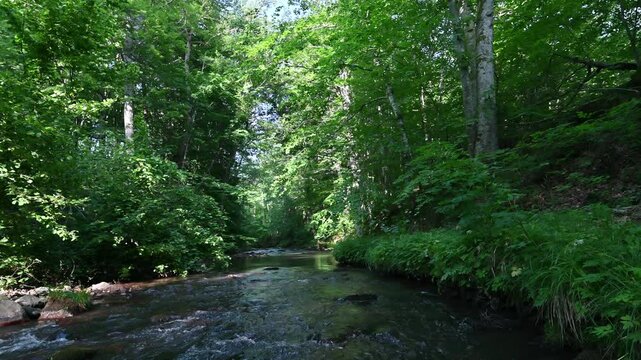 Igneada national park river in the forest. Kırklareli city, Turkiye. June 2025